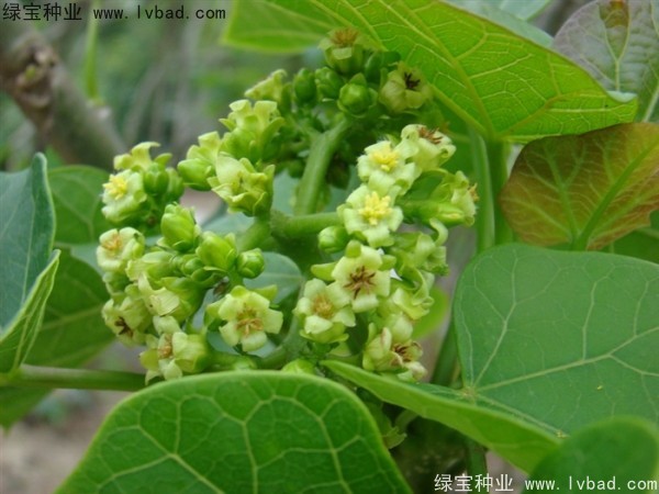 麻疯树<a href='https://www.lvbad.com/' target='_blank'>种子</a>