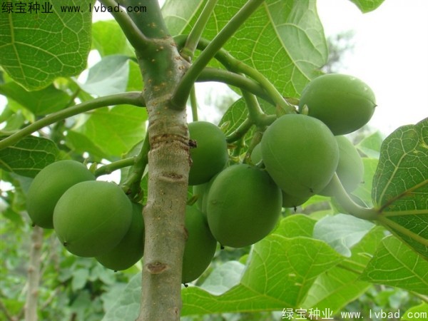 <a href='https://www.lvbad.com/linmuzhongzi/2264.html' target='_blank'>麻疯树种子</a>