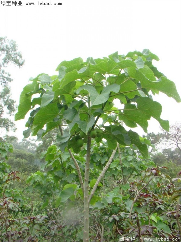 <a href='https://www.lvbad.com/linmuzhongzi/2264.html' target='_blank'>麻疯树种子</a>