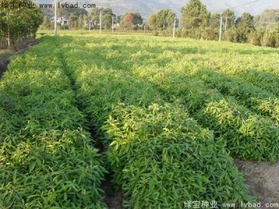 木荷种子