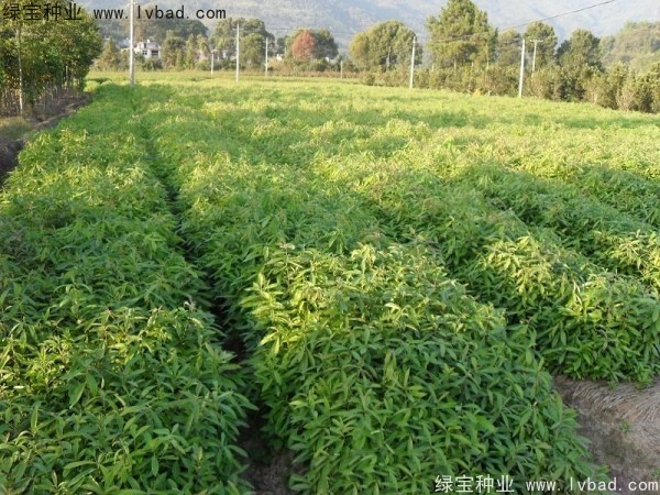 <a href='https://www.lvbad.com/linmuzhongzi/2265.html' target='_blank'>木荷</a><a href='https://www.lvbad.com/' target='_blank'>种子</a>