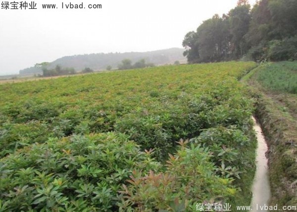 <a href='https://www.lvbad.com/linmuzhongzi/2265.html' target='_blank'>木荷种子</a>