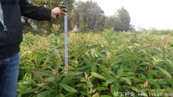 木荷种子