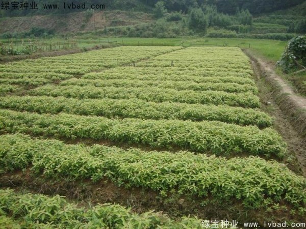 <a href='https://www.lvbad.com/linmuzhongzi/2266.html' target='_blank'>楠木</a><a href='https://www.lvbad.com/' target='_blank'>种子</a> <a href='https://www.lvbad.com/linmuzhongzi/2266.html' target='_blank'>楠木</a><a href='https://www.lvbad.com/' target='_blank'>种子</a>