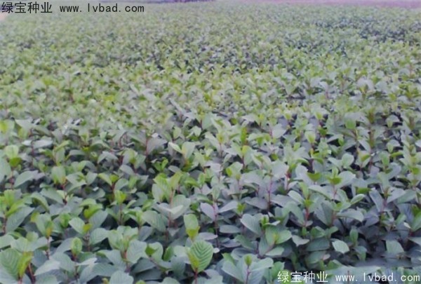 <a href='https://www.lvbad.com/linmuzhongzi/2268.html' target='_blank'>桤木</a><a href='https://www.lvbad.com/' target='_blank'>种子</a>