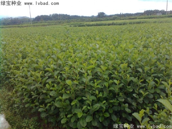 桤木<a href='https://www.lvbad.com/' target='_blank'>种子</a>