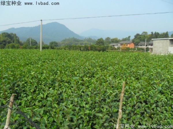 桤木<a href='https://www.lvbad.com/' target='_blank'>种子</a>