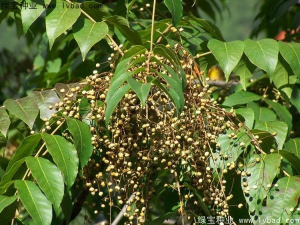 <a href='https://www.lvbad.com/linmuzhongzi/2269.html' target='_blank'>漆树</a><a href='https://www.lvbad.com/' target='_blank'>种子</a>