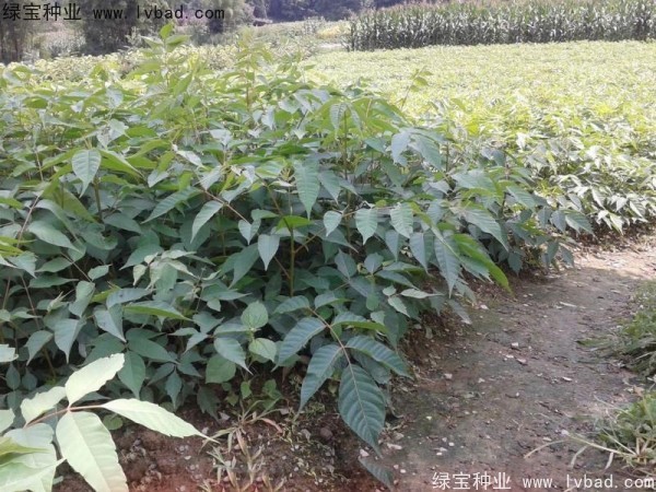 <a href='https://www.lvbad.com/linmuzhongzi/2269.html' target='_blank'>漆树种子</a>