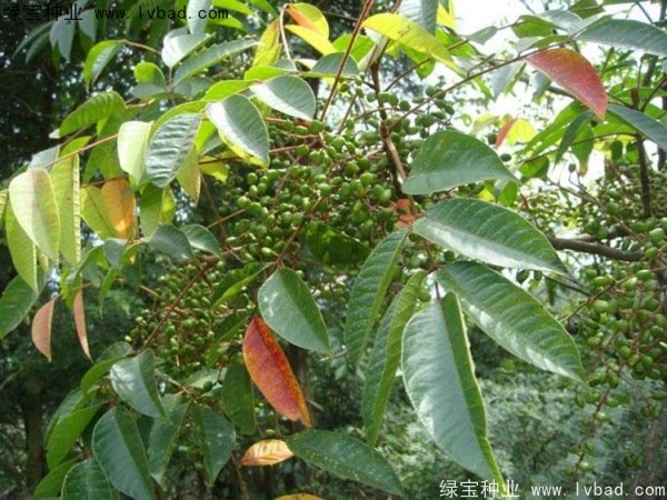 漆树<a href='https://www.lvbad.com/' target='_blank'>种子</a>