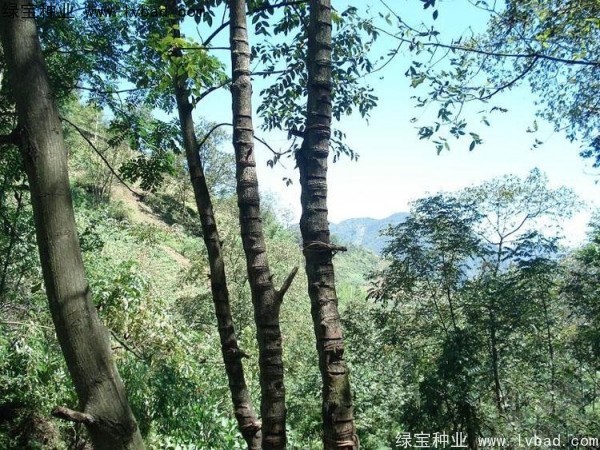 漆树<a href='https://www.lvbad.com/' target='_blank'>种子</a>