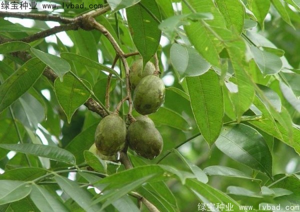 漆树种子