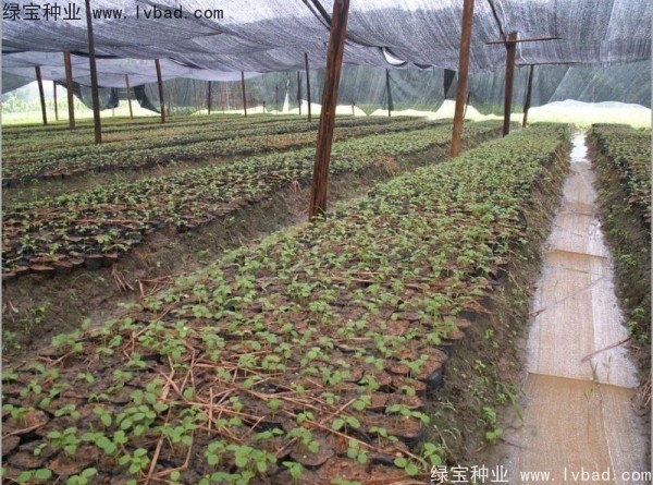 秋枫<a href='https://www.lvbad.com/' target='_blank'>种子</a>