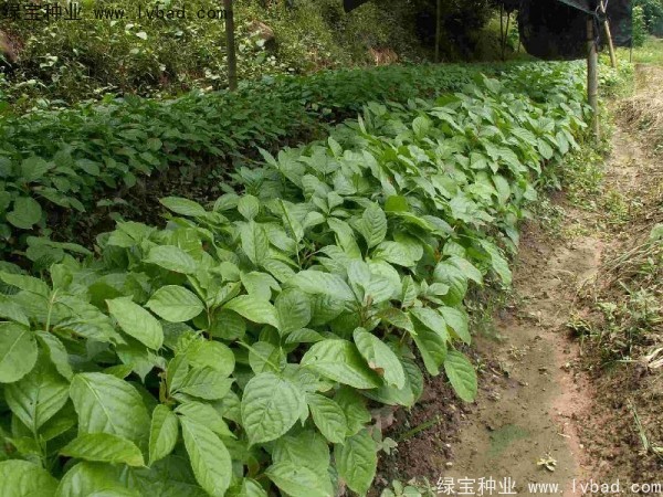 <a href='https://www.lvbad.com/linmuzhongzi/2270.html' target='_blank'>秋枫种子</a>