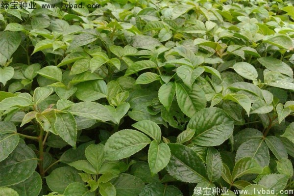 <a href='https://www.lvbad.com/linmuzhongzi/2270.html' target='_blank'>秋枫种子</a>