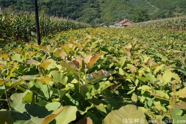 日本<a href='https://www.lvbad.com/linmuzhongzi/1703.html' target='_blank'>厚朴</a><a href='https://www.lvbad.com/' target='_blank'>种子</a>