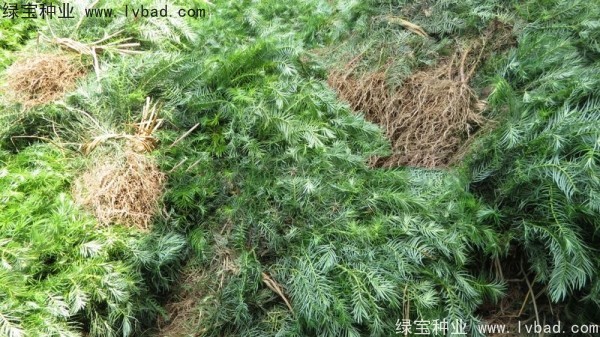 <a href='https://www.lvbad.com/linmuzhongzi/2272.html' target='_blank'>三尖杉</a><a href='https://www.lvbad.com/' target='_blank'>种子</a>