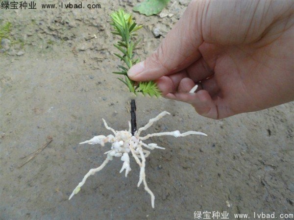 <a href='https://www.lvbad.com/linmuzhongzi/2272.html' target='_blank'>三尖杉种子</a>