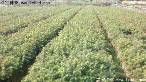 <a href='https://www.lvbad.com/linmuzhongzi/2274.html' target='_blank'>杉木</a><a href='https://www.lvbad.com/' target='_blank'>种子</a>