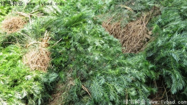 <a href='https://www.lvbad.com/linmuzhongzi/2274.html' target='_blank'>杉木种子</a>