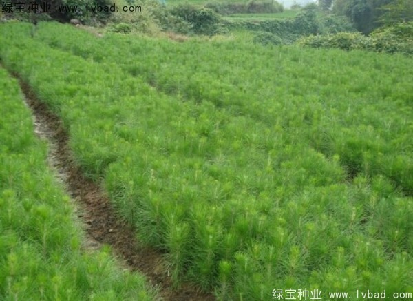 杉木<a href='https://www.lvbad.com/' target='_blank'>种子</a>