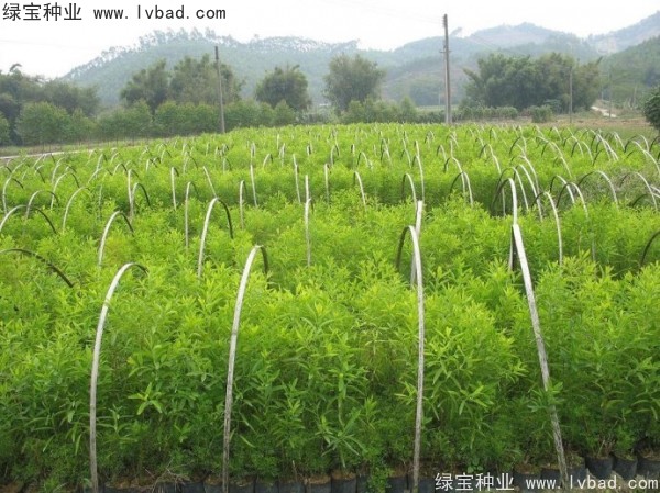 <a href='https://www.lvbad.com/linmuzhongzi/2275.html' target='_blank'>檀香种子</a>