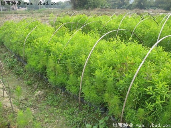 檀香<a href='https://www.lvbad.com/' target='_blank'>种子</a>
