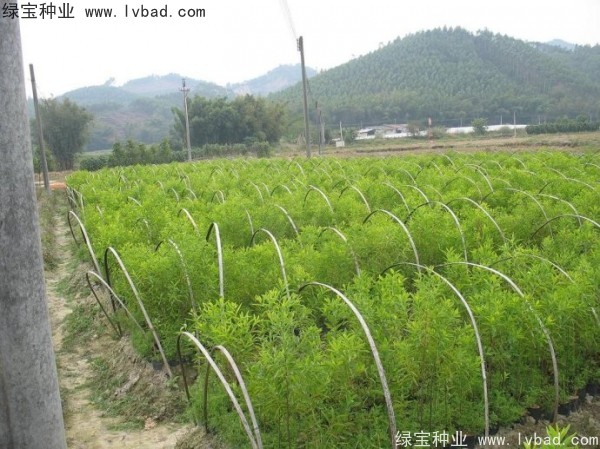 <a href='https://www.lvbad.com/linmuzhongzi/2275.html' target='_blank'>檀香种子</a>