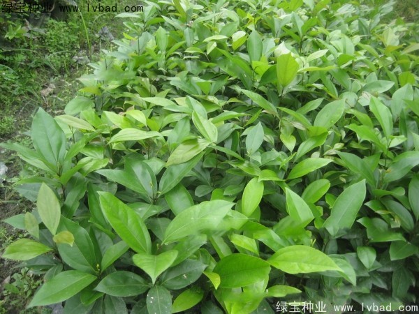 天竺桂<a href='https://www.lvbad.com/' target='_blank'>种子</a>