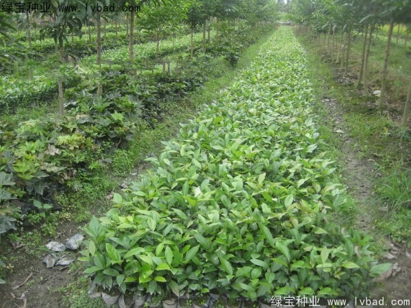 <a href='https://www.lvbad.com/linmuzhongzi/2276.html' target='_blank'>天竺桂</a><a href='https://www.lvbad.com/' target='_blank'>种子</a>