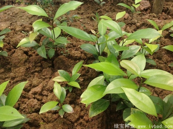 <a href='https://www.lvbad.com/linmuzhongzi/2276.html' target='_blank'>天竺桂种子</a>