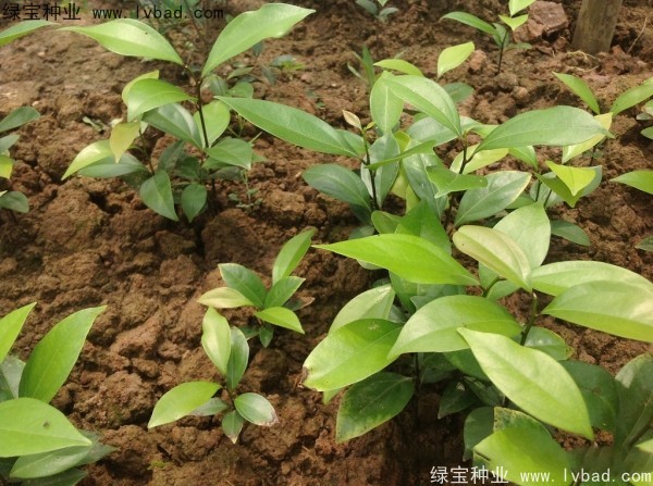 <a href='https://www.lvbad.com/linmuzhongzi/2276.html' target='_blank'>天竺桂种子</a>