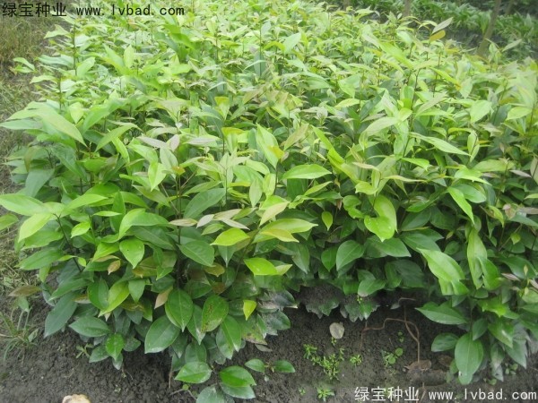 <a href='https://www.lvbad.com/linmuzhongzi/2276.html' target='_blank'>天竺桂种子</a>