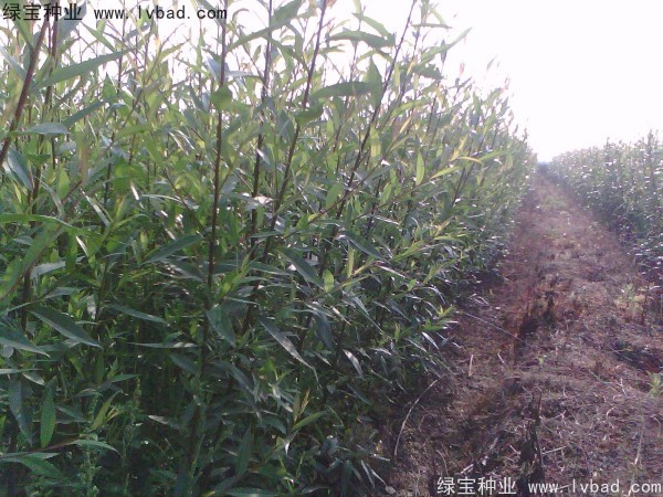 <a href='https://www.lvbad.com/linmuzhongzi/2277.html' target='_blank'>铜钱树种子</a>