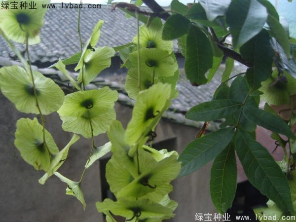铜钱树<a href='https://www.lvbad.com/' target='_blank'>种子</a>