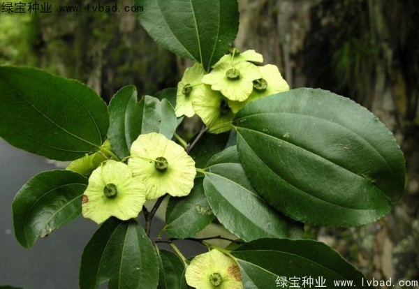 <a href='https://www.lvbad.com/linmuzhongzi/2277.html' target='_blank'>铜钱树种子</a>