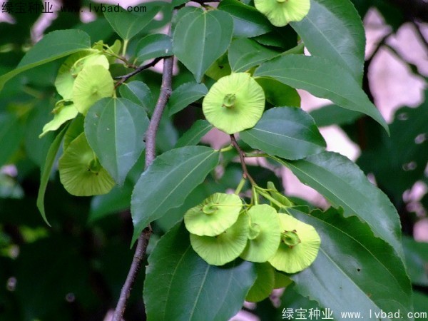 铜钱树<a href='https://www.lvbad.com/' target='_blank'>种子</a>
