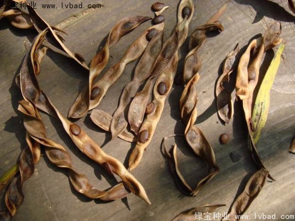 <a href='https://www.lvbad.com/linmuzhongzi/2278.html' target='_blank'>相思树种子</a>