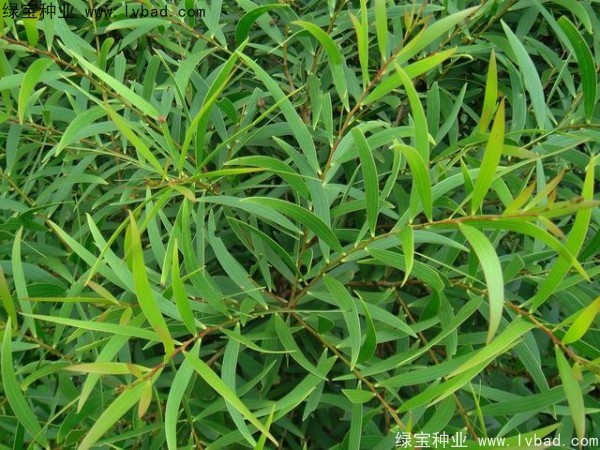 相思树<a href='https://www.lvbad.com/' target='_blank'>种子</a>