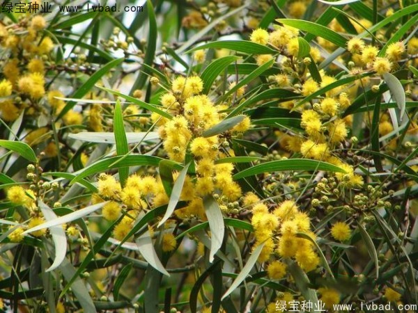 相思树<a href='https://www.lvbad.com/' target='_blank'>种子</a>