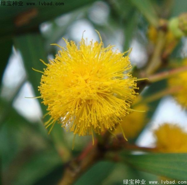 <a href='https://www.lvbad.com/linmuzhongzi/2278.html' target='_blank'>相思树</a><a href='https://www.lvbad.com/' target='_blank'>种子</a>