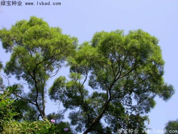 相思树种子