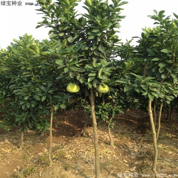 香泡<a href='https://www.lvbad.com/' target='_blank'>种子</a>