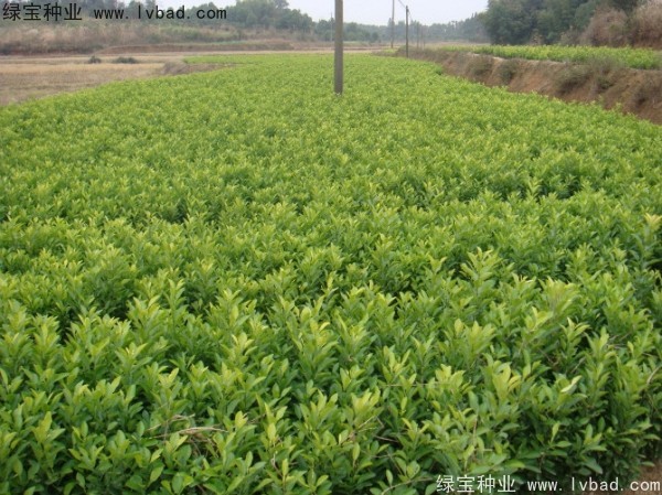 香泡种子