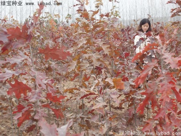 橡树<a href='https://www.lvbad.com/' target='_blank'>种子</a>
