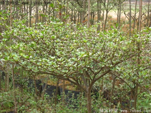 小叶榄仁<a href='https://www.lvbad.com/' target='_blank'>种子</a>