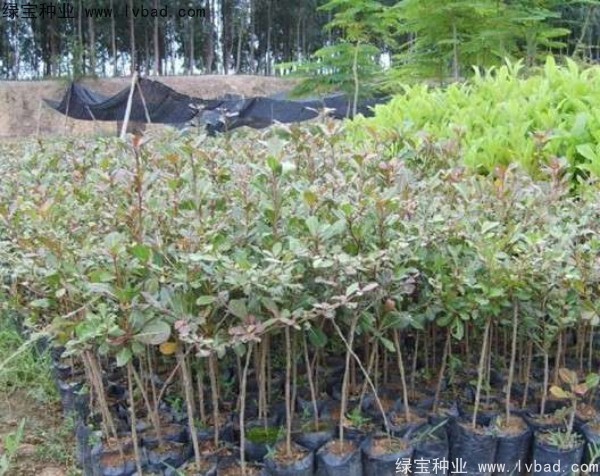 <a href='https://www.lvbad.com/linmuzhongzi/2281.html' target='_blank'>小叶榄仁种子</a>
