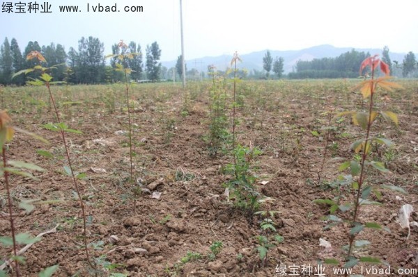 血皮槭<a href='https://www.lvbad.com/' target='_blank'>种子</a>
