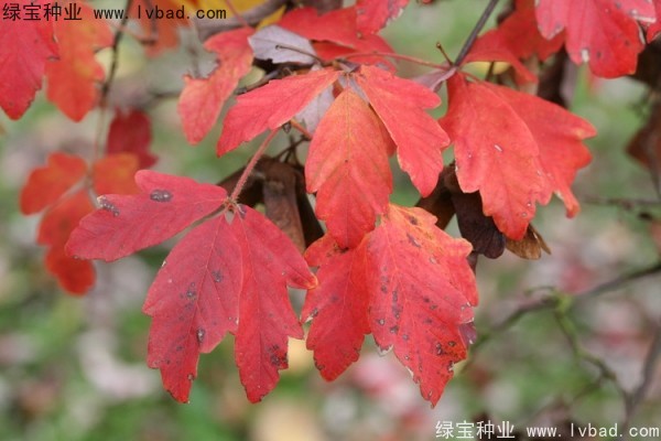 <a href='https://www.lvbad.com/linmuzhongzi/2282.html' target='_blank'>血皮槭种子</a>