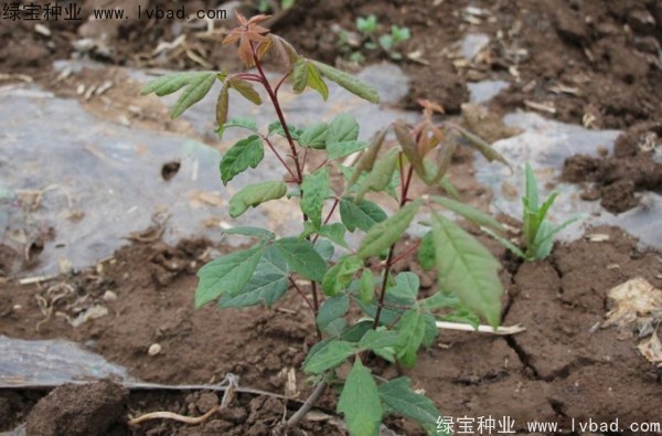 <a href='https://www.lvbad.com/linmuzhongzi/2282.html' target='_blank'>血皮槭种子</a>